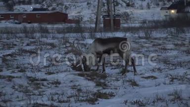 挪威北部特罗姆瑟地区自然环境中的驯鹿鹿。